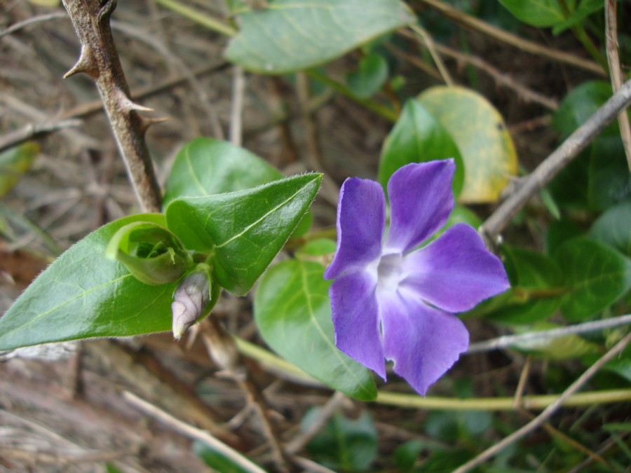 Vinca major